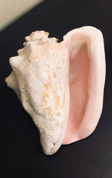 Natural Large Queen Conch