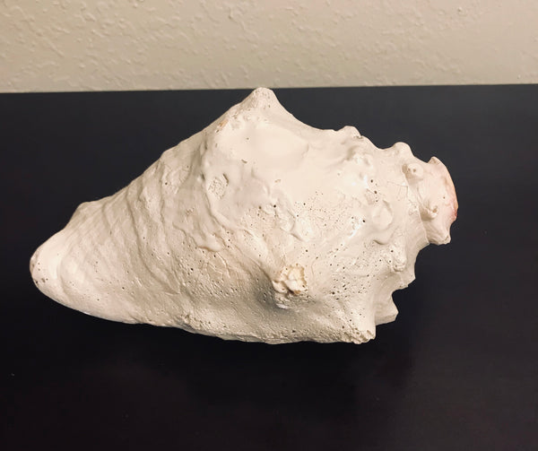 Natural Large Queen Conch